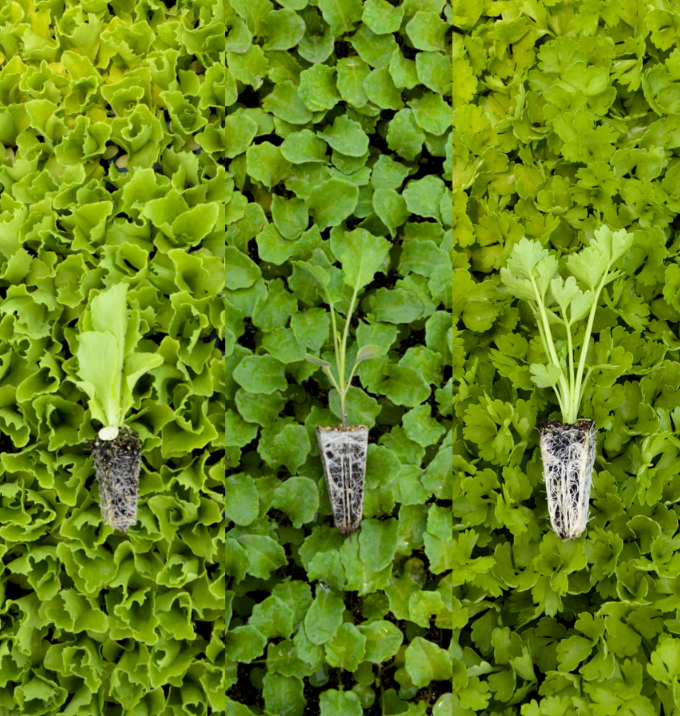 🪴 ¿Por qué comprar plántulas en lugar de semillas? Ventajas para tu huerto en casa