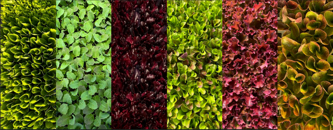 ¿Qué plántulas elegir para empezar? Las más fáciles y productivas para tu primer huerto