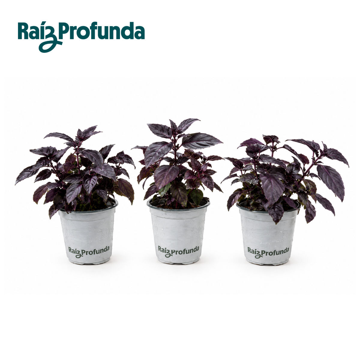 Albahaca Morada