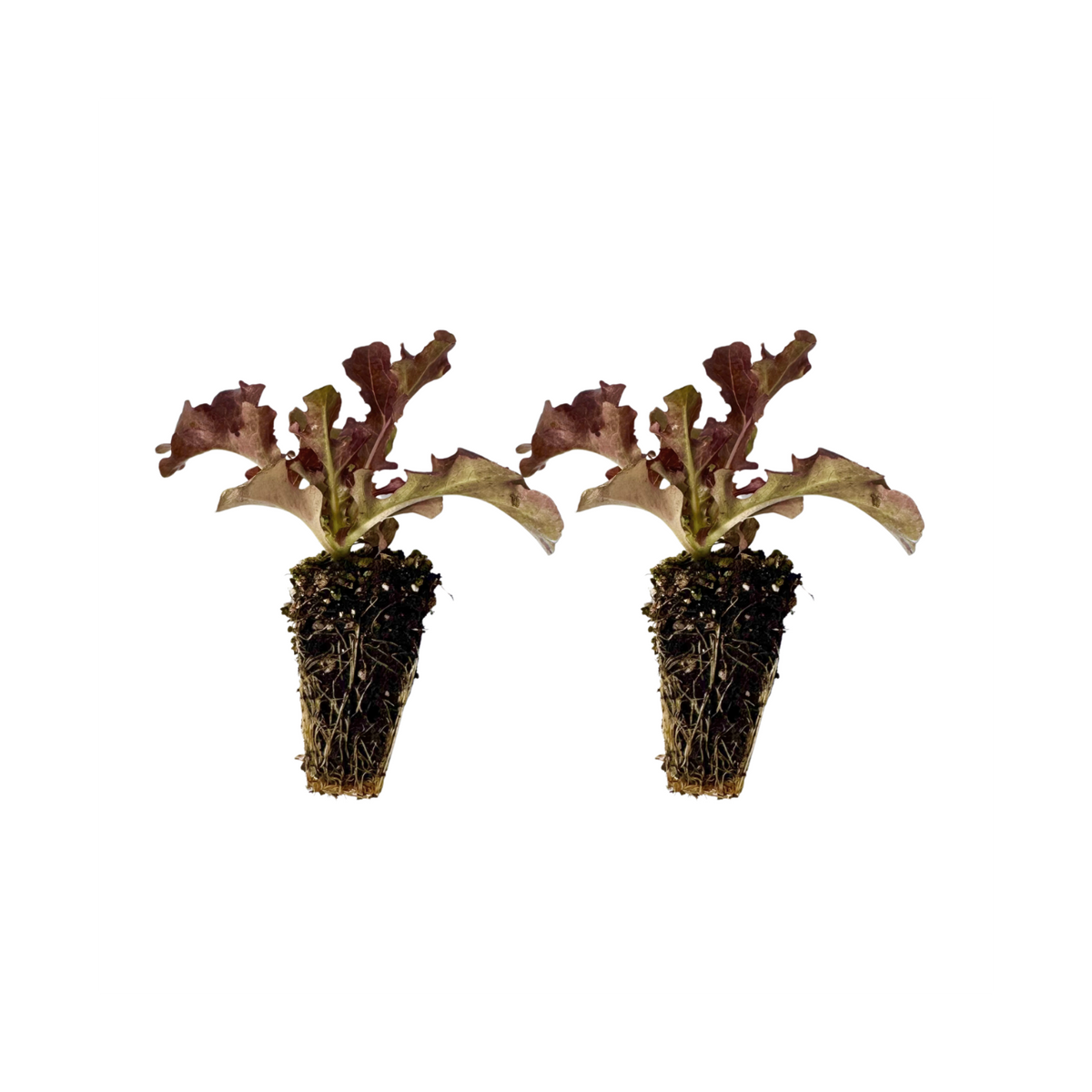 Lechuga Red Salad