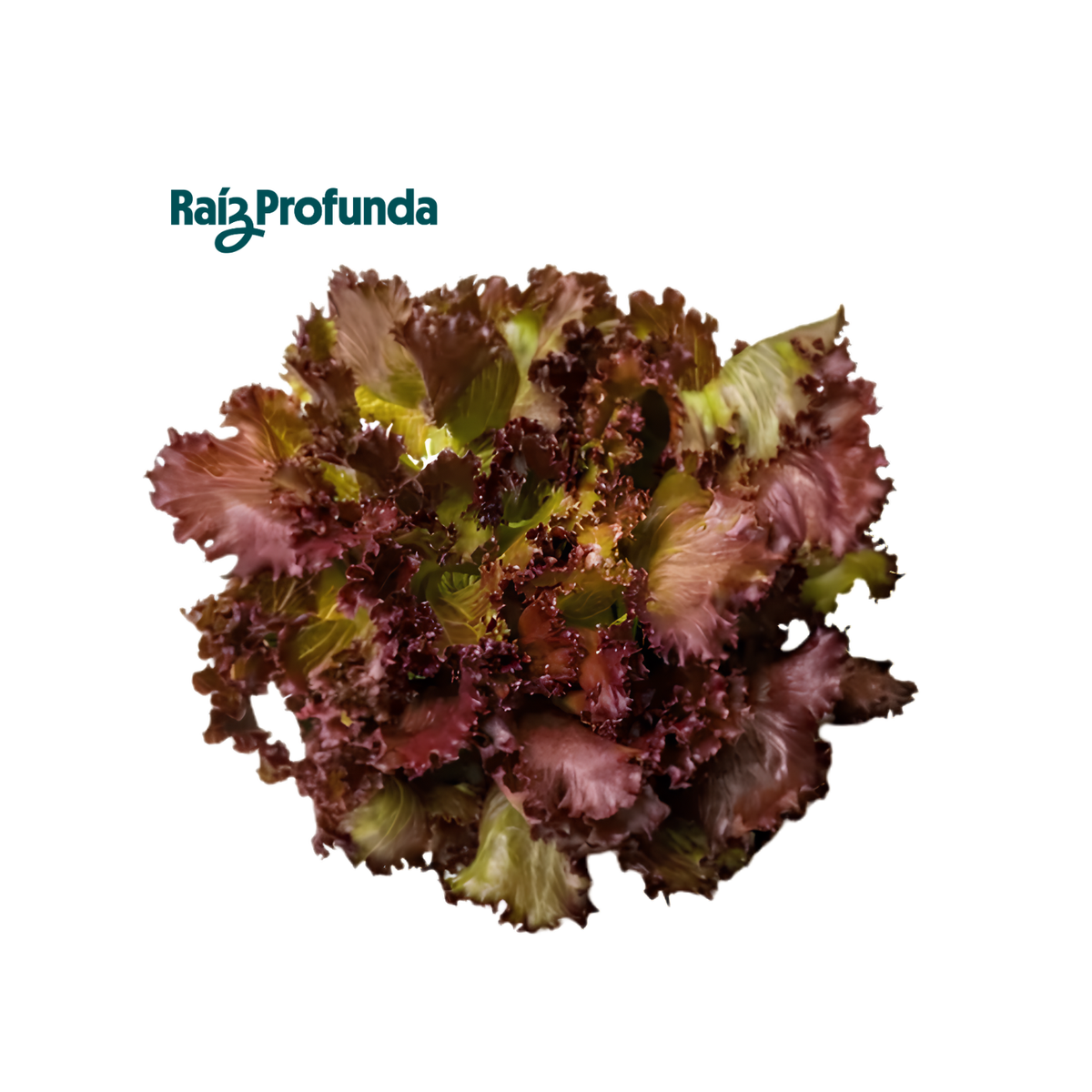 Lechuga Red Salad