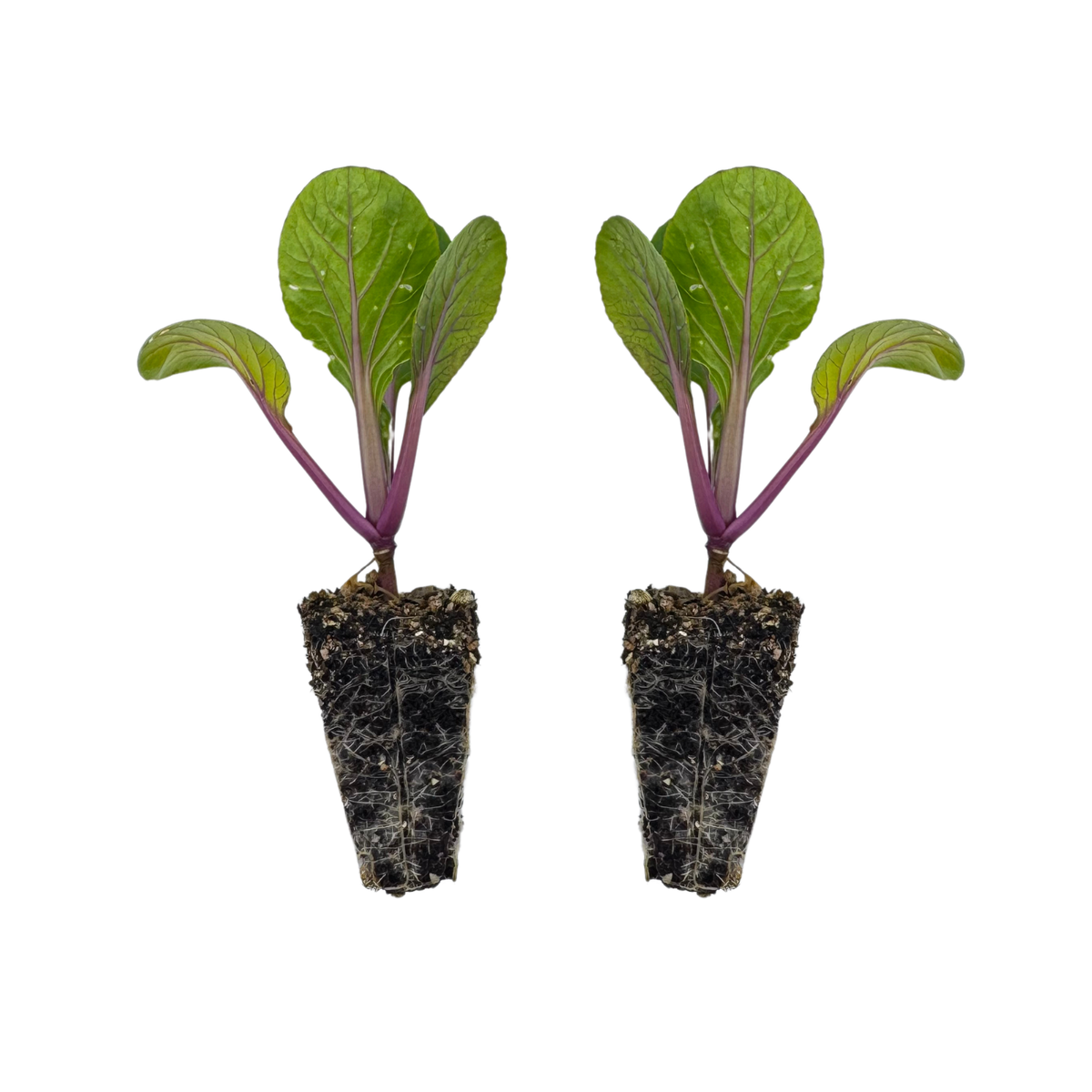 Pak Choi