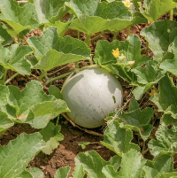 Melón