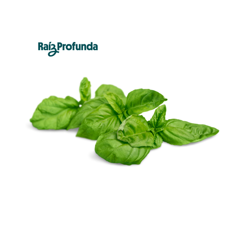 Albahaca