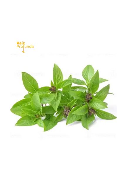 Albahaca