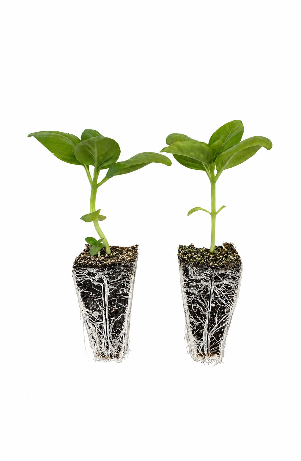 Albahaca