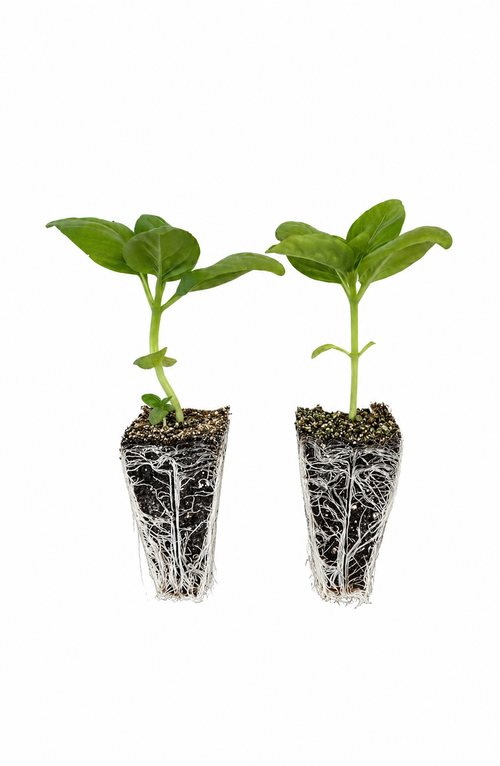 Albahaca