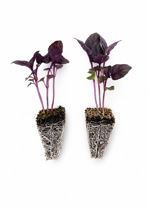 Albahaca morada