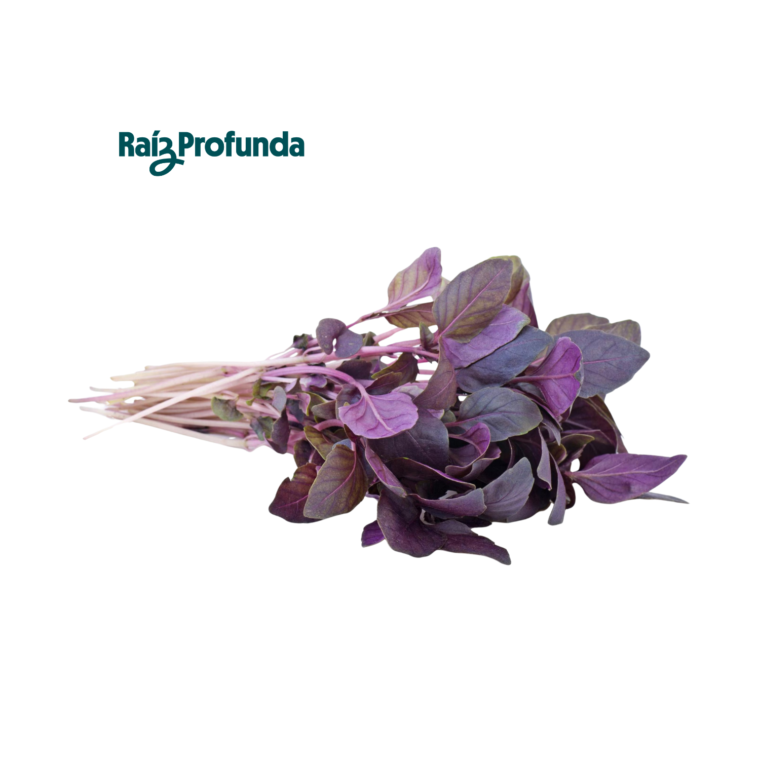 Albahaca morada