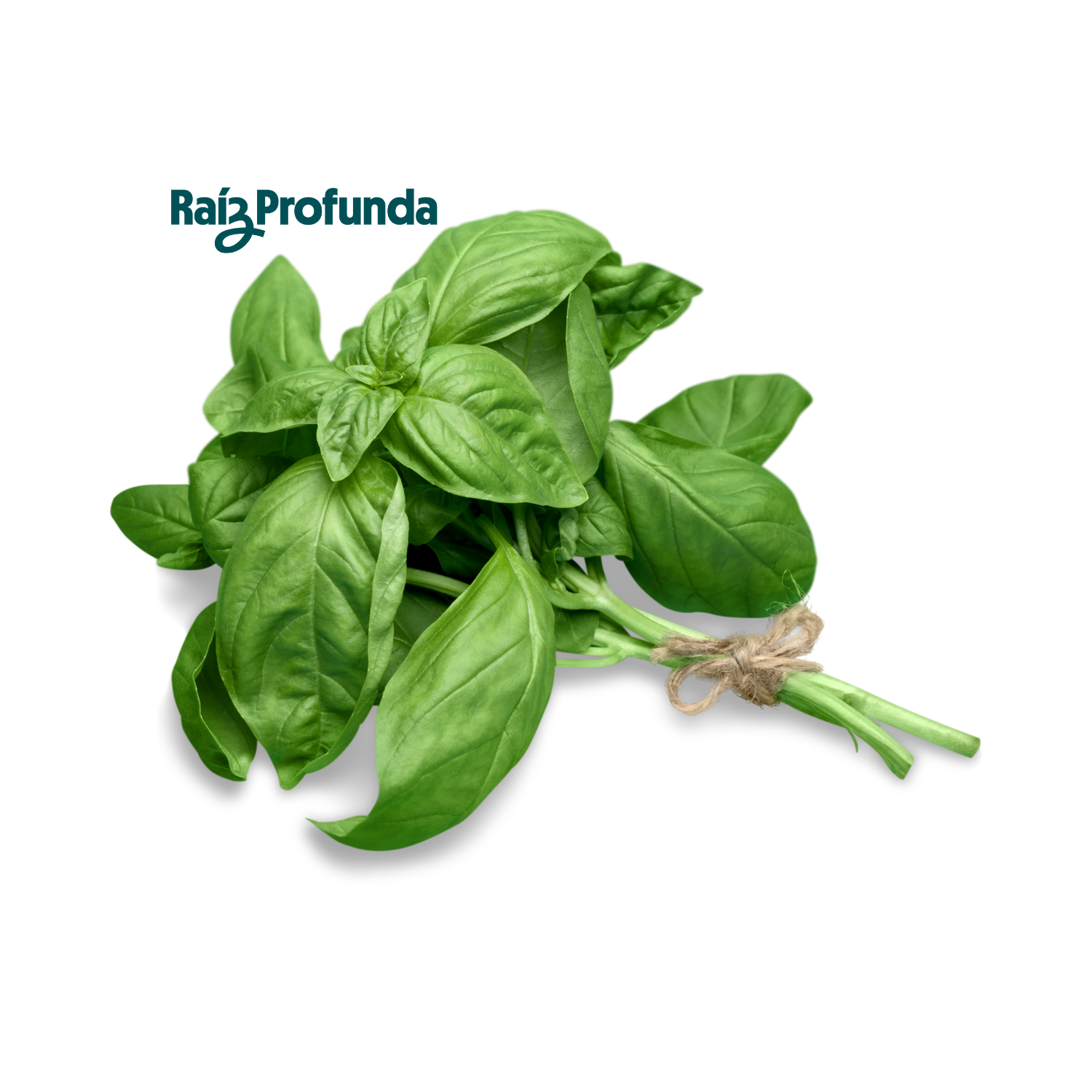 Albahaca hoja grande