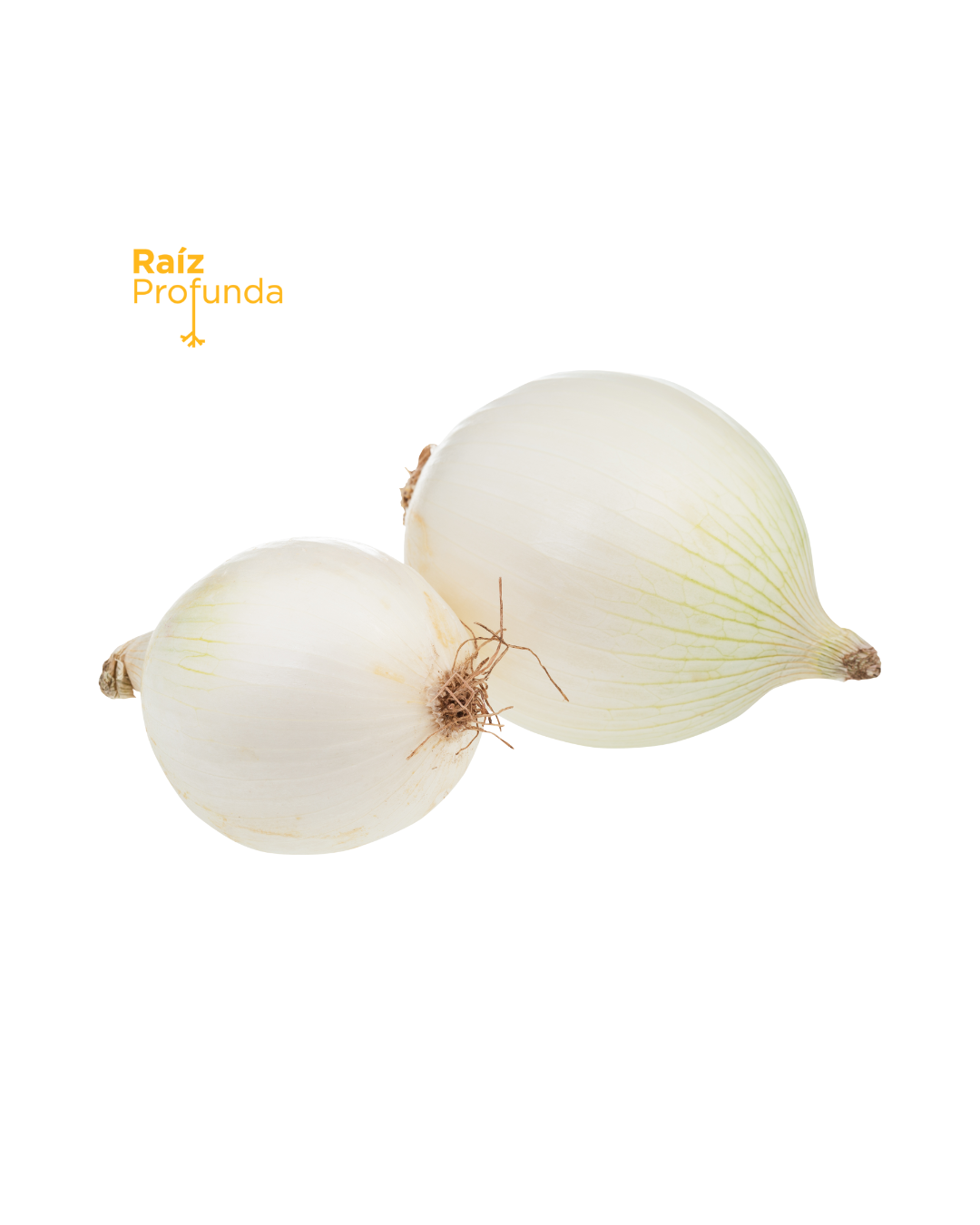 Cebolla Blanca