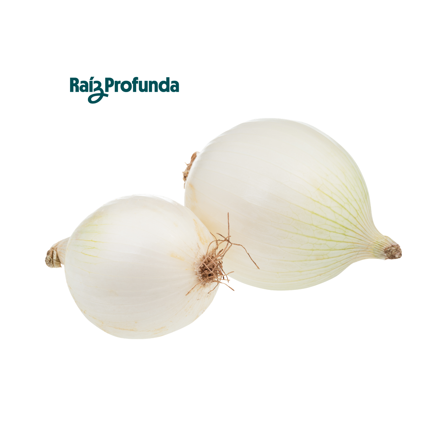 Cebolla Blanca
