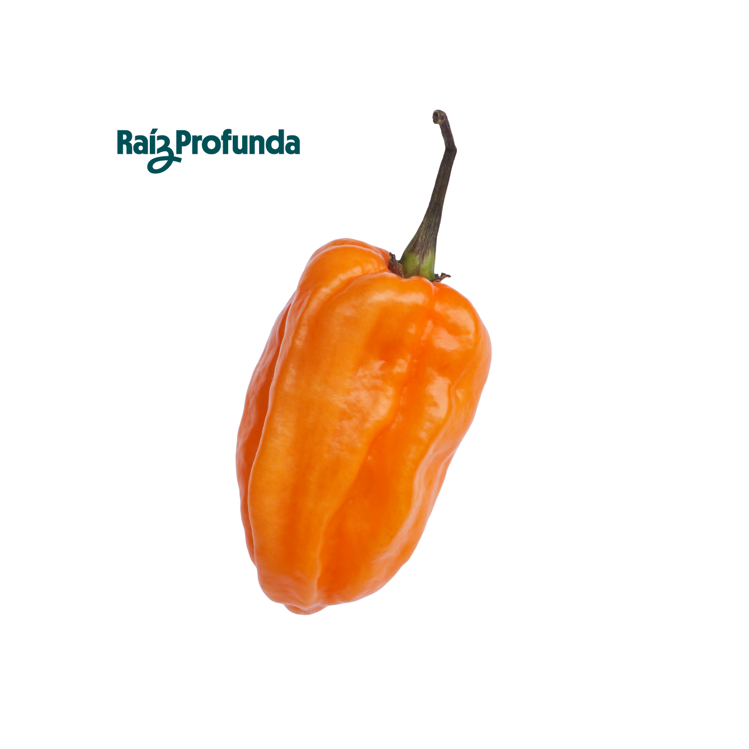 Chile Habanero