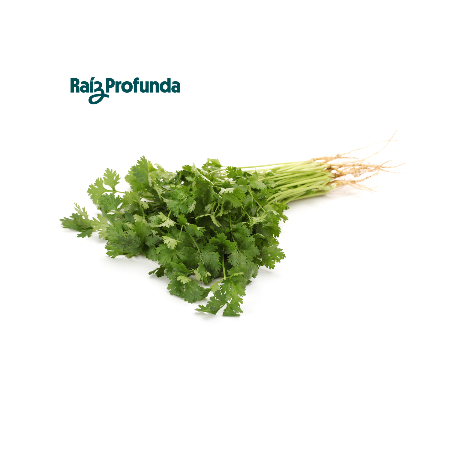 Cilantro