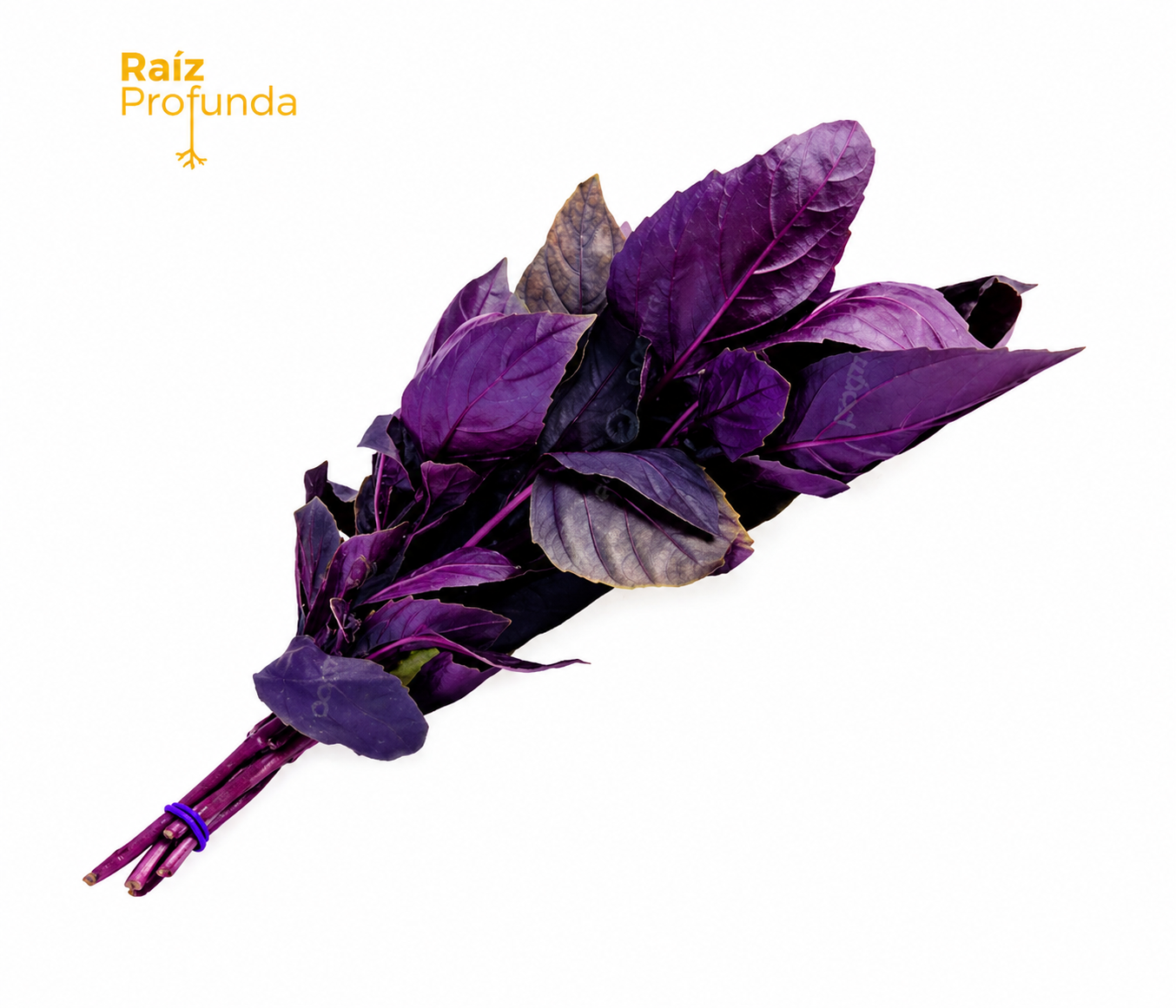 Albahaca morada