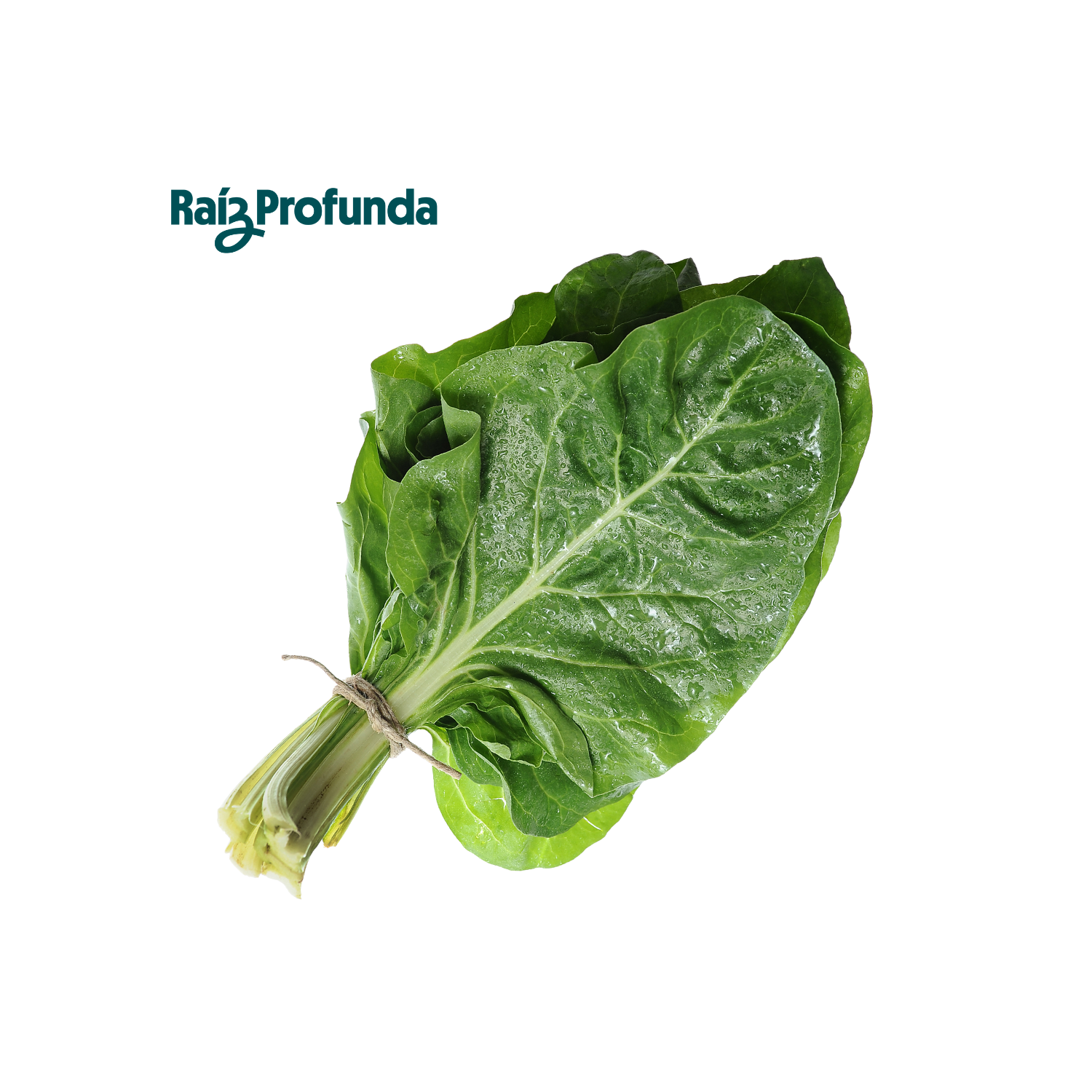 Espinaca