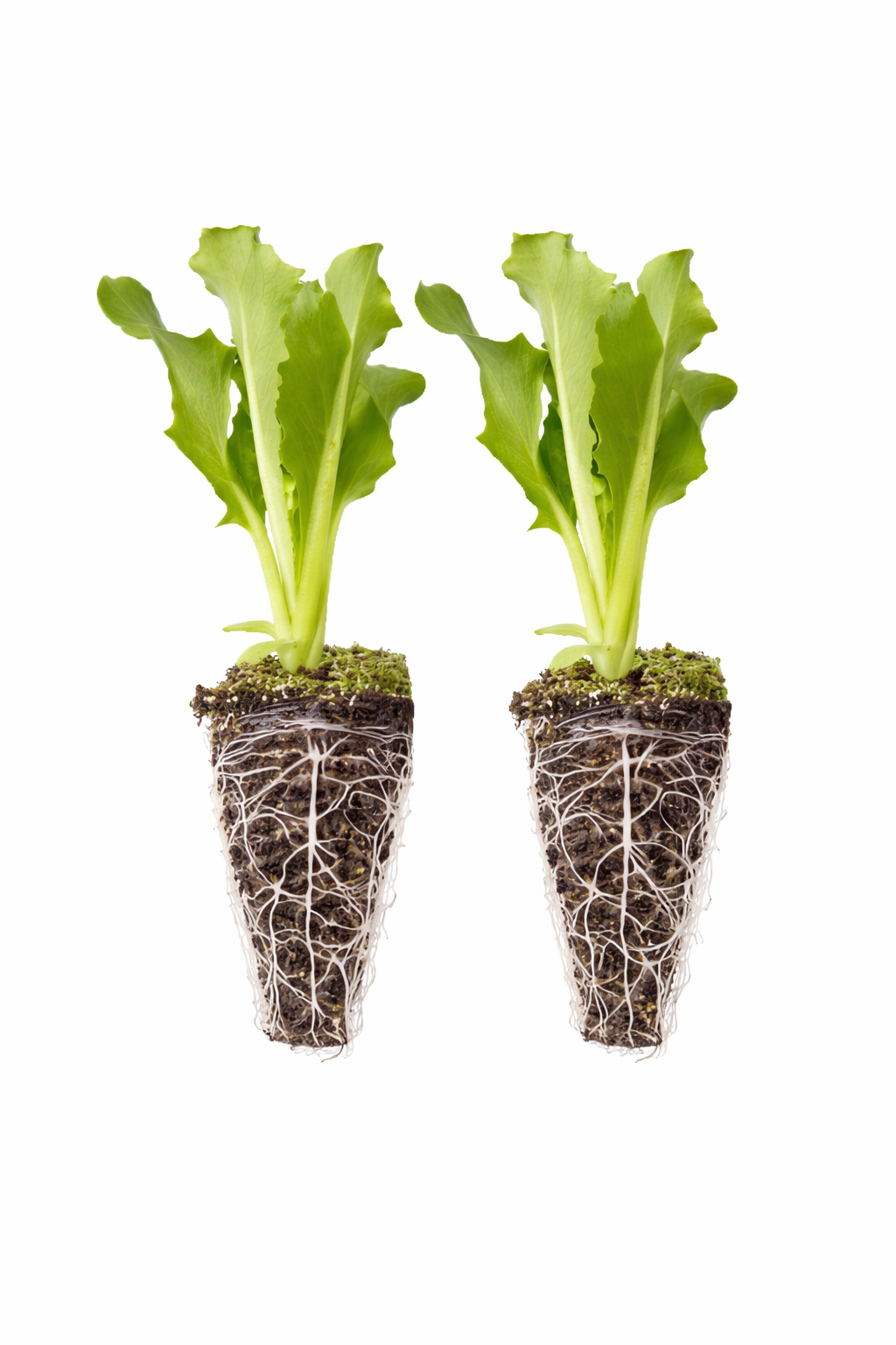 Lechuga Iceberg (Bola)