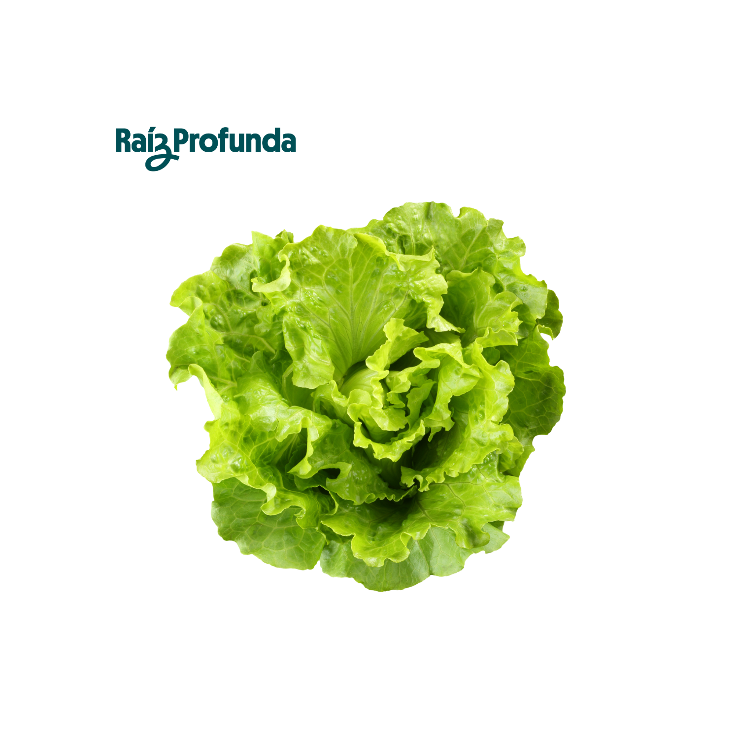 Lechuga Greenleaf