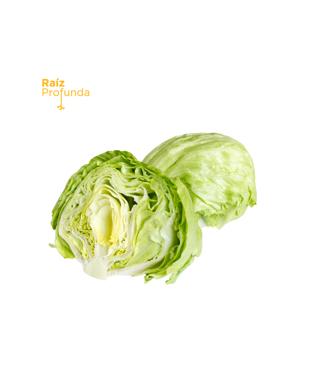 Lechuga Iceberg (Bola)