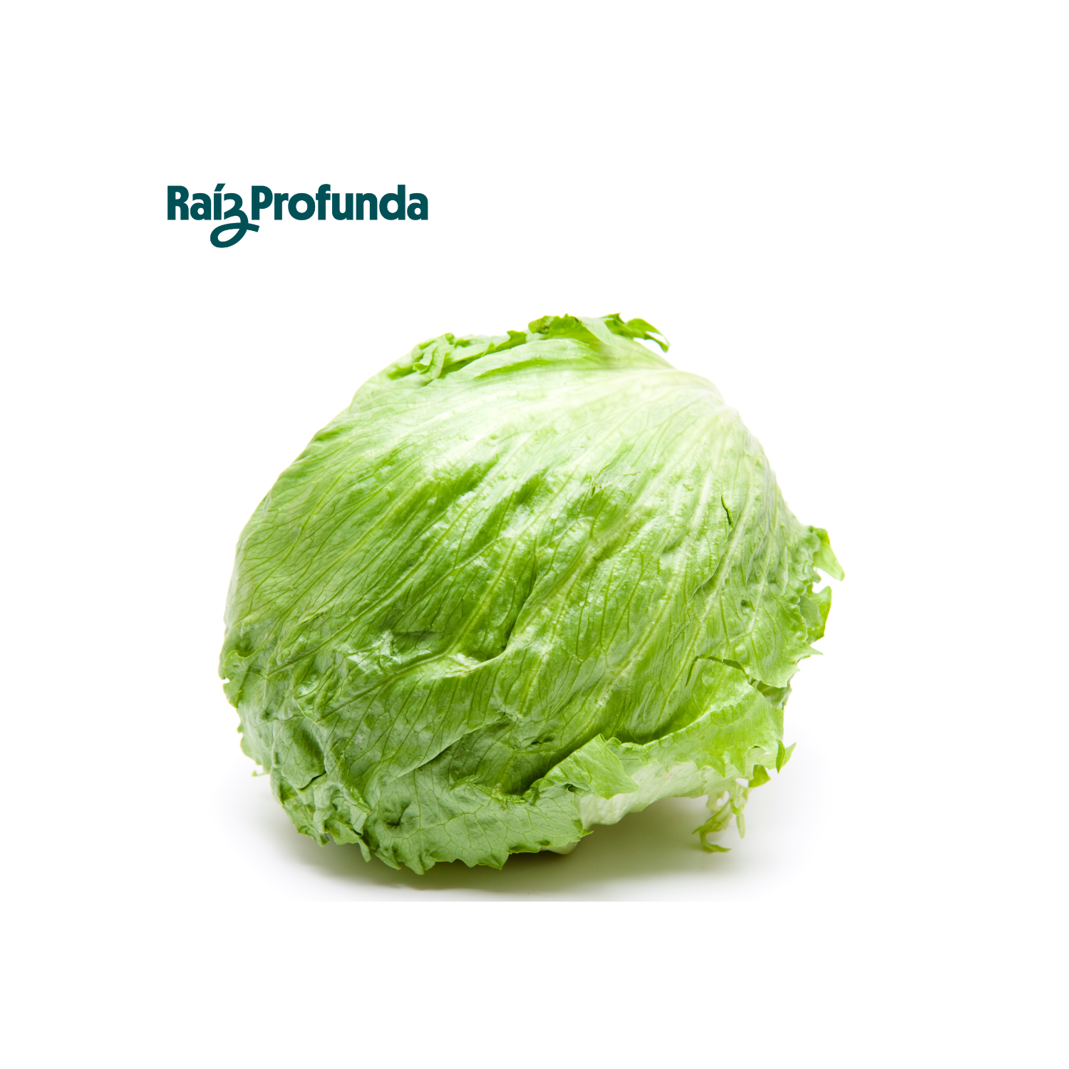 Lechuga Iceberg (Bola)