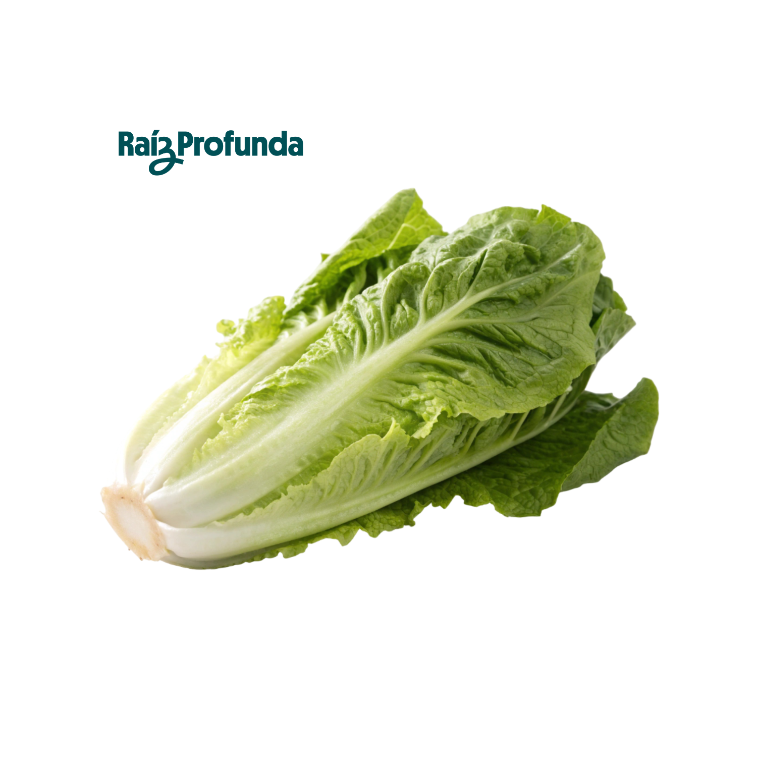 Lechuga Romana