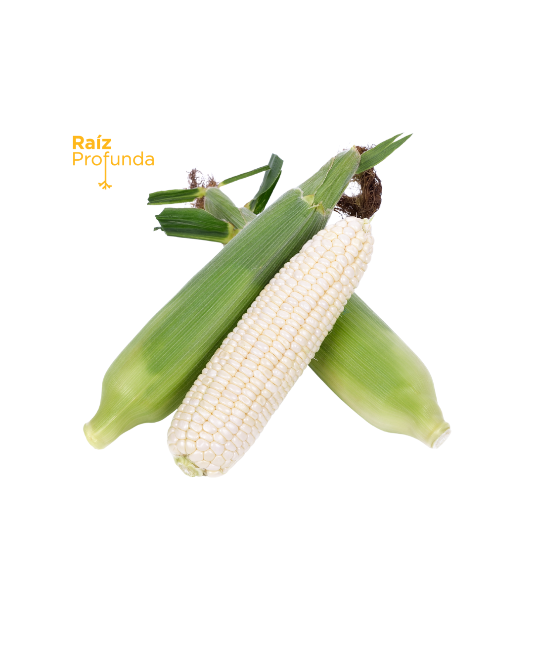 Maiz Blanco