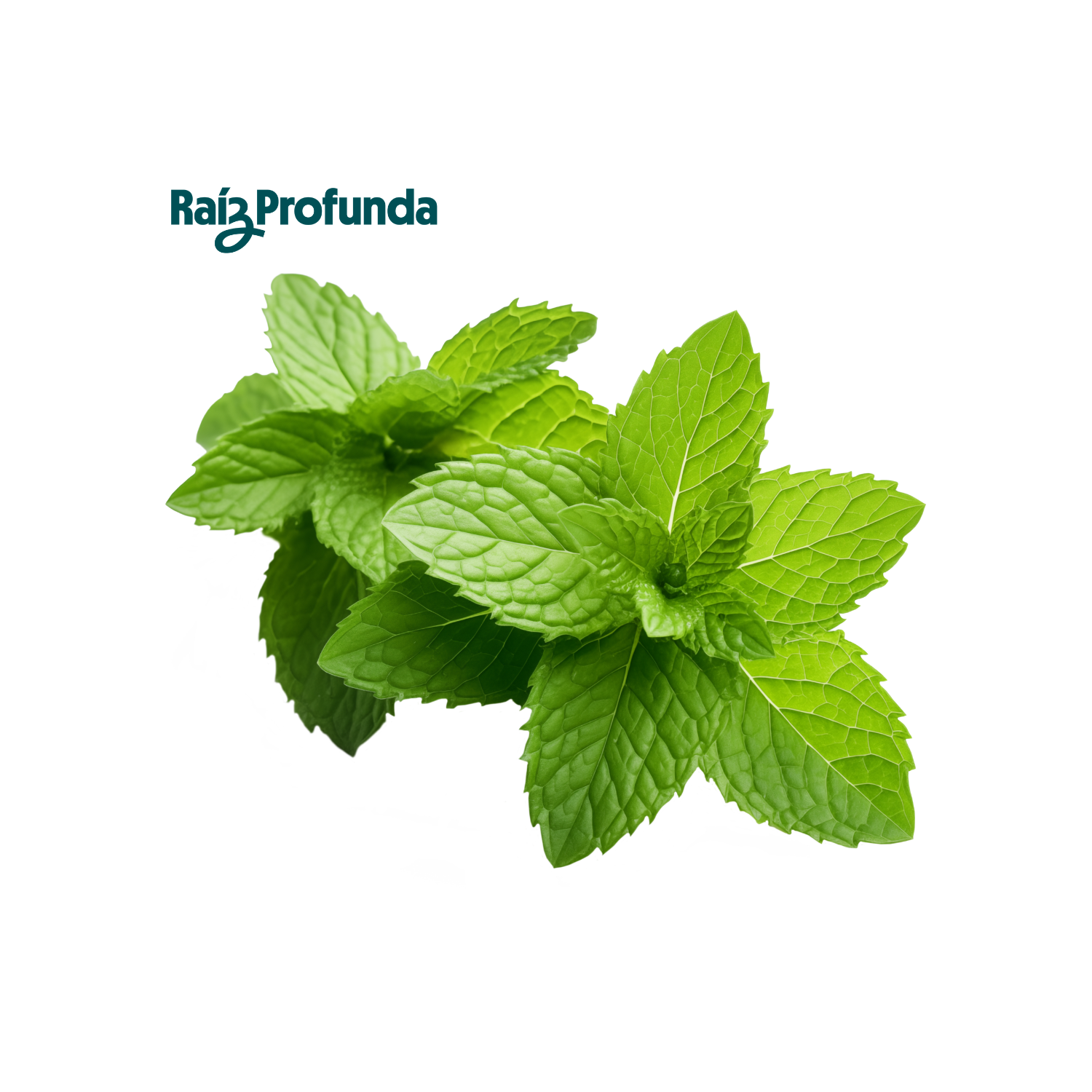 Menta