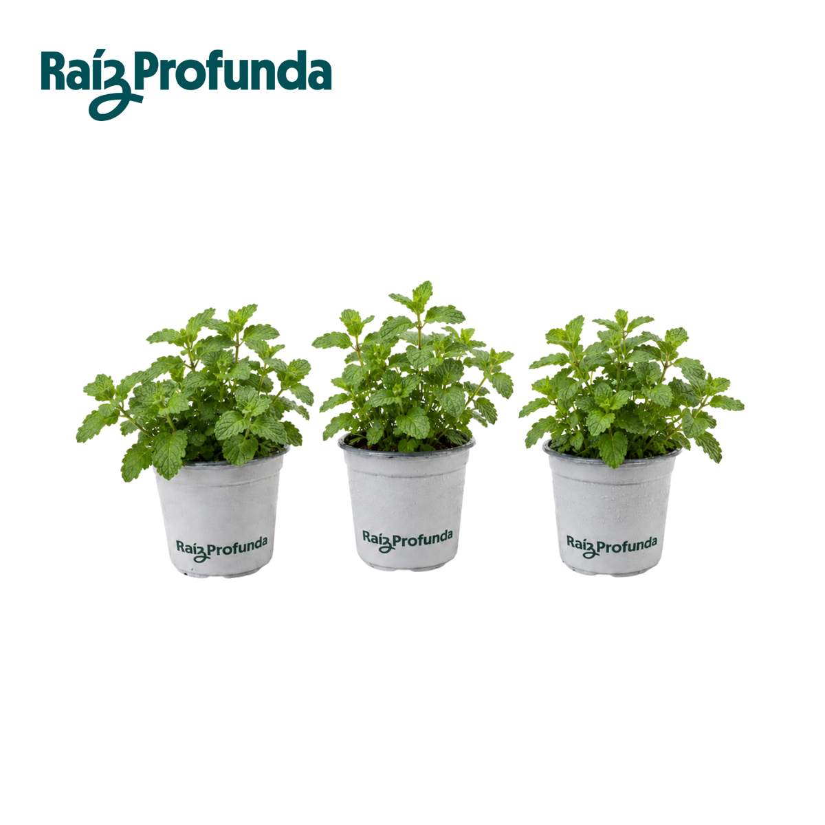 Menta